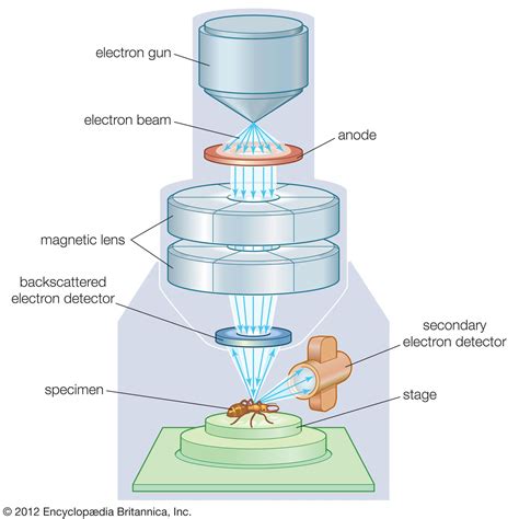 Scanning electron microscope (SEM) | Definition, Images, Uses ...