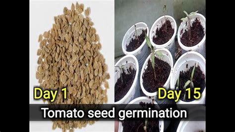 How to germinate tomato seeds, grow tomato seedlings - YouTube