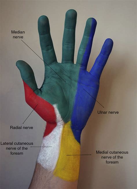 Cutaneous innervation of the anterior surface of the hand. Yellow ...