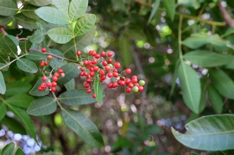 Broad-leaved pepper tree – Biocontrol of priority environmental weeds ...