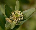 Category:Buxus sempervirens (flowers) - Wikimedia Commons