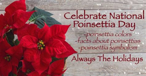 National Poinsettia Day - Poinsettia Colors, Symbolism, Facts & more!