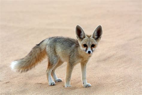 Africa Sahara Desert Animals