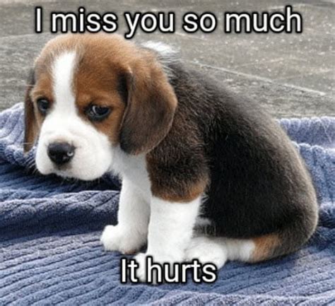 60 Cutest I Miss You Memes Of All Time - SayingImages.com