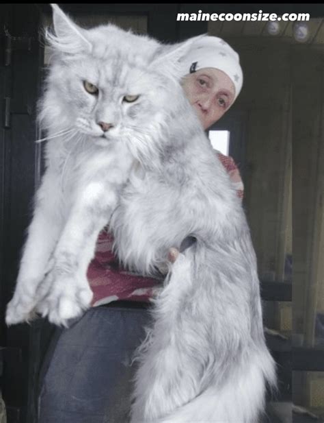 Giant Maine Coon Cats : Breeders, Size, Temperament & Care