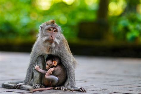 Monkey Forest Ubud | Family Bali Tours