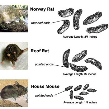 Managing Rodent Pests - Province of British Columbia