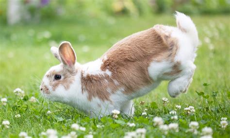 Understanding Your Rabbit's Body Language: 16 Common Behaviors | BeChewy