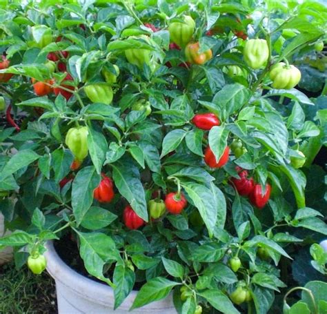 3 Caribbean Red Habanero Chili Super Hot Pepper 3 Live Plant | Etsy