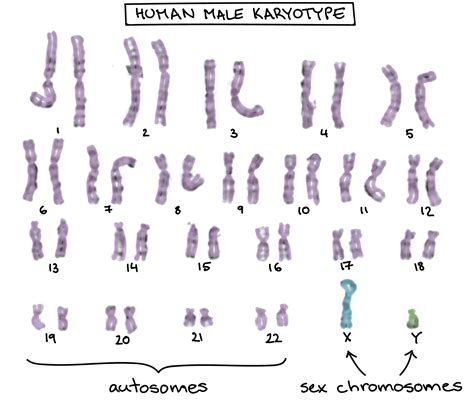 Can A Recessive Trait Be On The Y Chromosome - Eurogentest X Linked ...