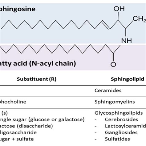 | Pathways of sphingolipid metabolism. Sphingolipids have three major ...