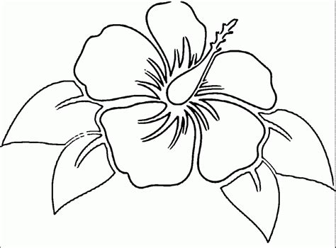 Hawaii State Flower Drawing at GetDrawings | Free download