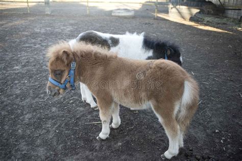 Mini Dwarf Horse in a Pasture at a Farm. Stock Photo - Image of little ...