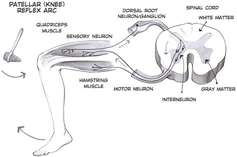 Experiment: The Patellar Reflex and Reaction