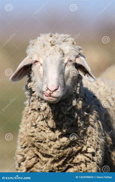 Portrait of Funny Face Sheep Stock Photo - Image of cute, tongue: 142599834