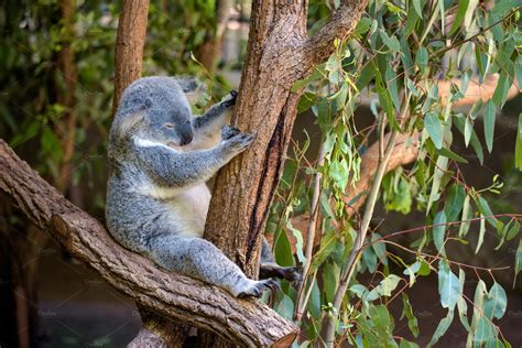 Sleeping koala on eucalyptus tree in Australia | Animal Stock Photos ...