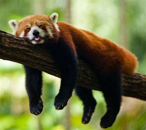 Human activities pose challenge to red panda conservation efforts ...