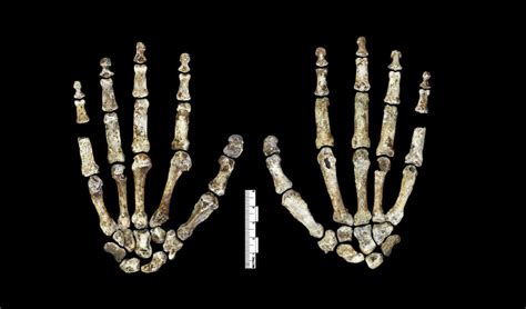 The Curious Case of Homo naledi: What We Do (and Don't) Know About Our ...