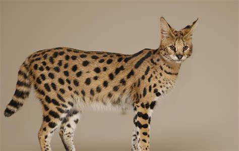 Savannah Cat Characteristics, Prices and Pictures - InspirationSeek.com