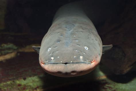 8 Shocking Facts About Electric Eels