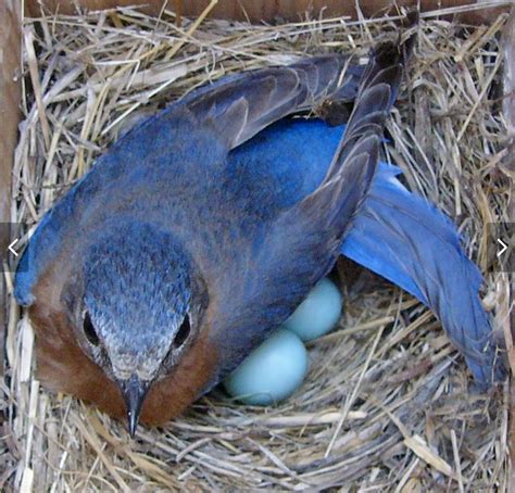 Female bluebird nesting~ | Colorful birds, Beautiful birds, Pretty birds