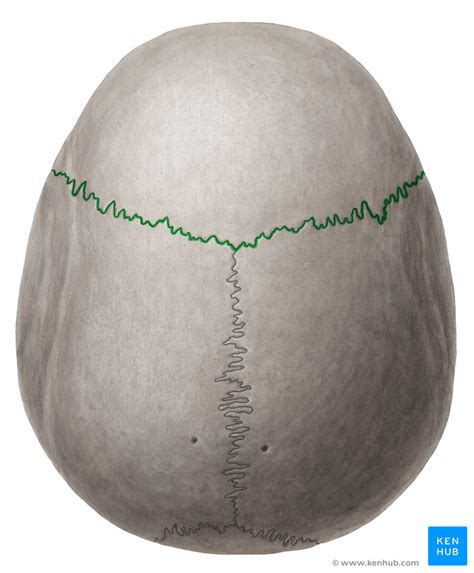 The Calvaria (Skullcap) (Superior view) Diagram | Quizlet