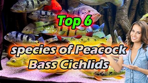 TYPES OF PEACOCK BASS - Peacock Bass Species