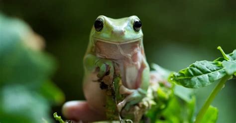 Tree Frog vs Toad: What are the Differences? - A-Z Animals