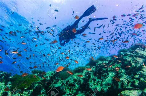 Diving in Koh Tao: Guide To The Underwater World in 2020