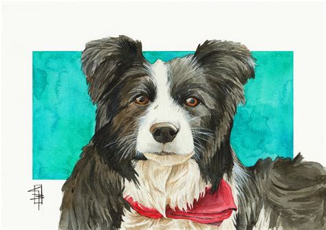 Border Collie Watercolor Portrait : r/BorderCollie