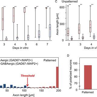 Development of non-GABAergic and GABAergic cortical neurons on ...