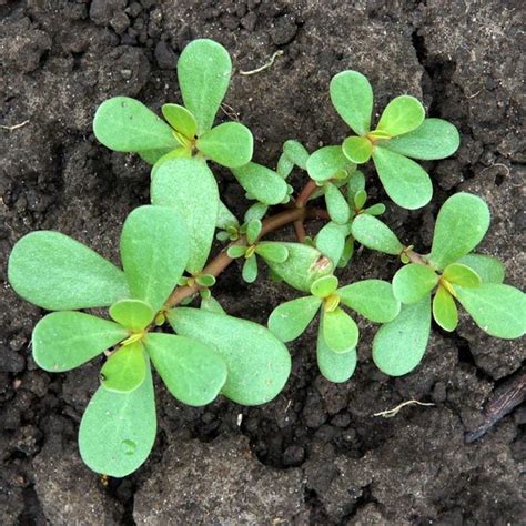 Purslane Weed: What Is It and How Do I Get Rid of It? | Family Handyman