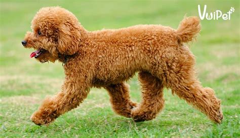 Các Loại Chó POODLE và GIÁ CHÓ POODLE theo từng loại