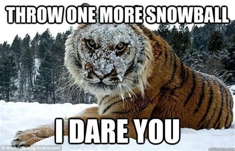 23 Tiger Memes To Make You Roar All Day - I Can Has Cheezburger ...