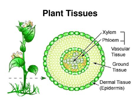 Plant Tissue and Organ Diagram | Quizlet