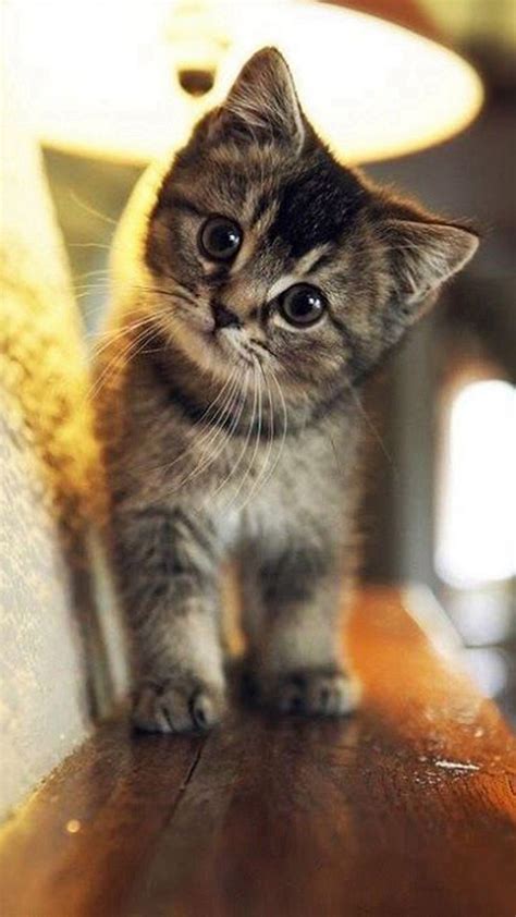 Cute Cat Wallpapers on WallpaperDog