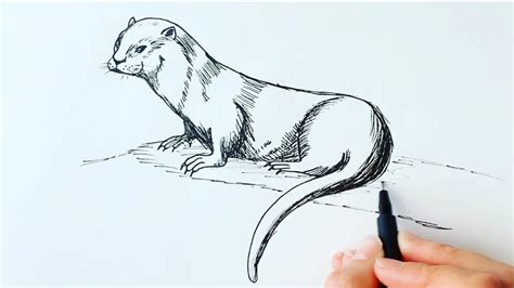 Otter Easy Drawing For Kids My kids enjoy drawing from this book