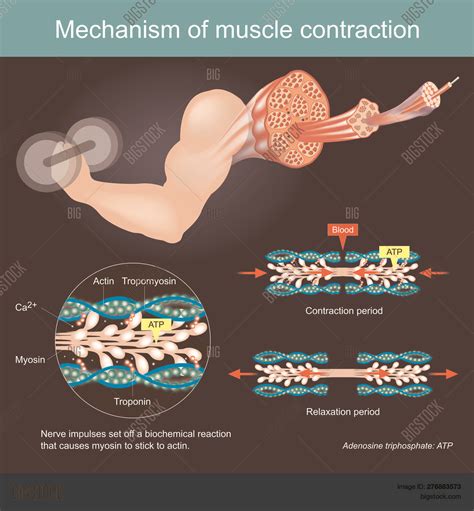 Muscle Contraction Diagram Labeled