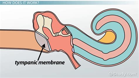 Tympanic Membrane Overview, Function & Anatomy - Lesson | Study.com