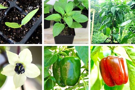 Bell Pepper Plant Growth Stages (Day 1-120 w/Pictures) - Pepper Geek