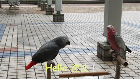 African Grey parrot talking in a park - YouTube