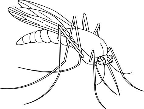 The best free Mosquito drawing images. Download from 100 free drawings ...