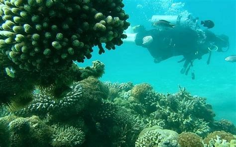 Eilat coral reefs robust despite warming Red Sea -- government report ...