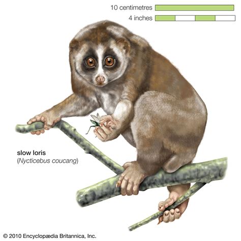 Slow loris | primate | Britannica