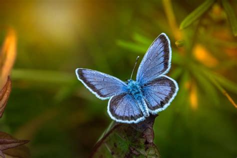 Blue Butterfly Meaning: The 8 True Spiritual Messages