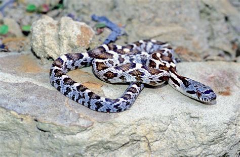 Western Black Ratsnake (Juvenile) | Amphibians, Turtles & Reptiles of ...