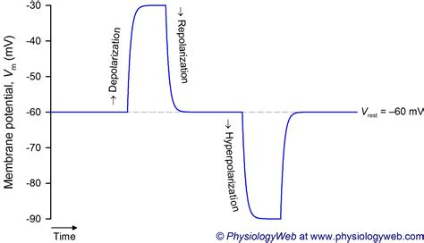 Difference Between Depolarization And Hyperpolarization