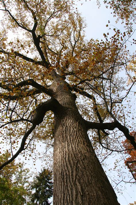 Tulip Poplar Tree Diseases / The disease is spread primarily by elm ...