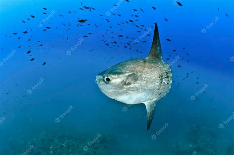 Premium Photo | Sunfish