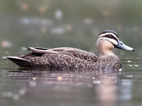 Pacific Black Duck - eBird